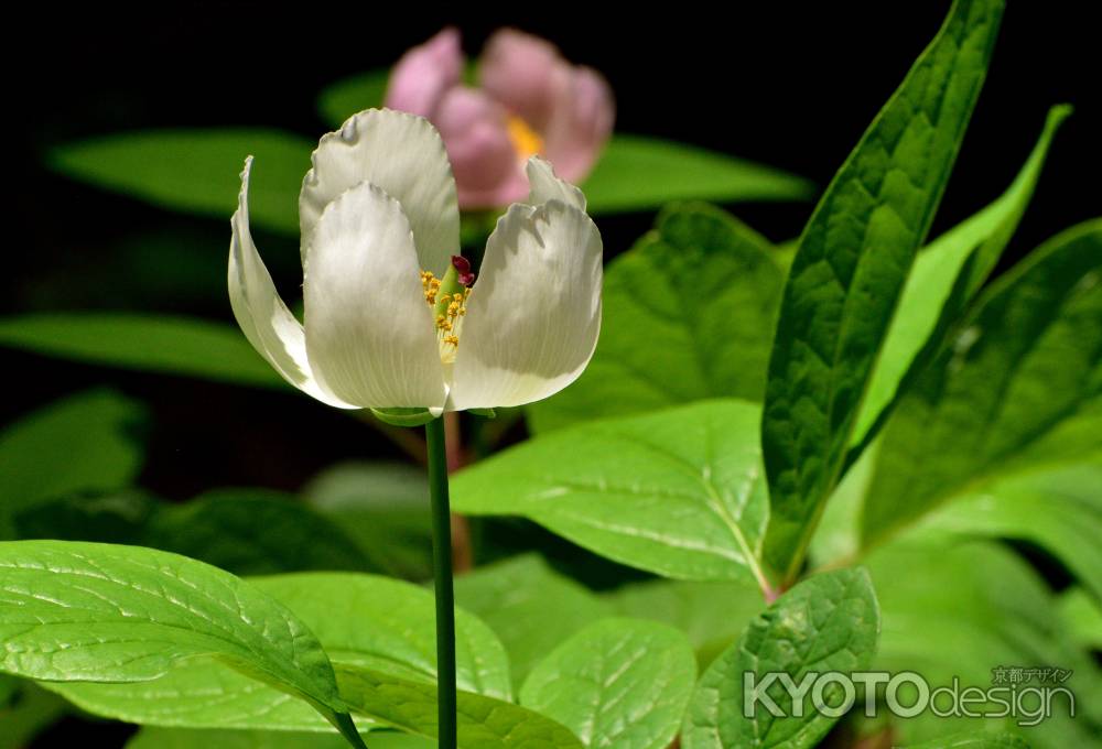 清楚、山芍薬