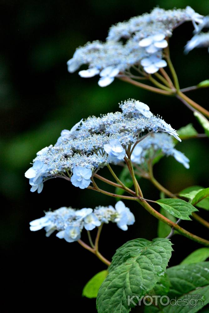 願いの開花