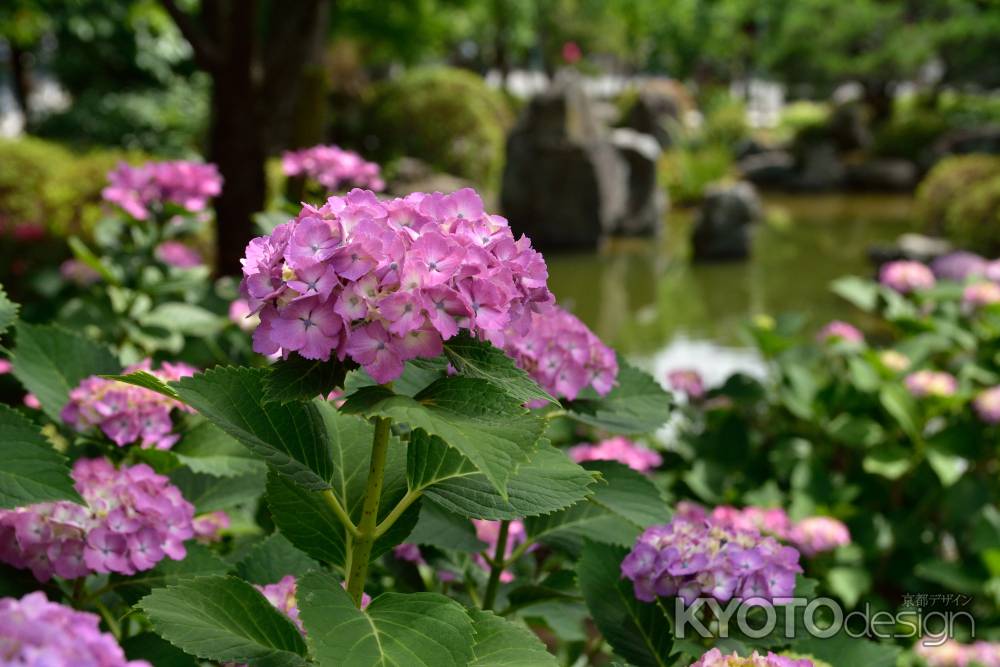 梅雨の花飾り