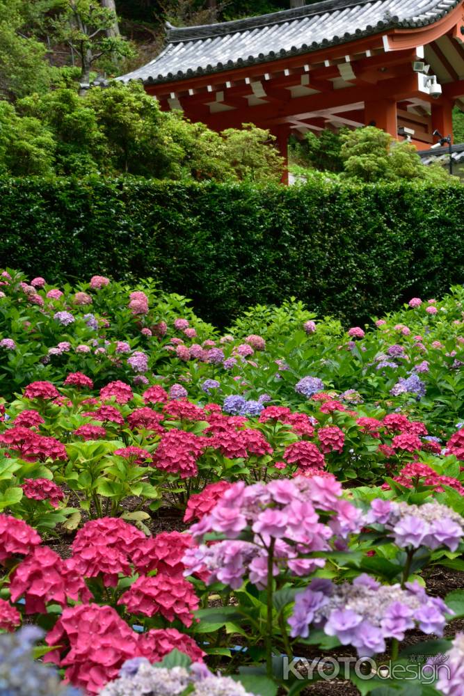 多彩、宇治の花寺