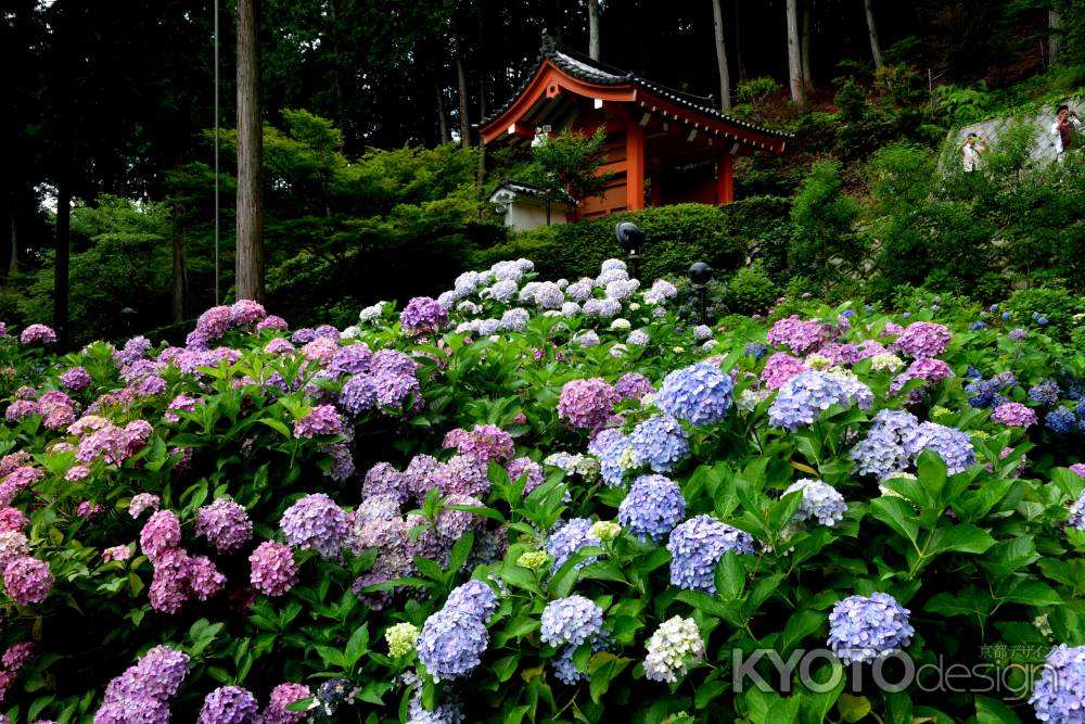 明星山、水月の華やぎ