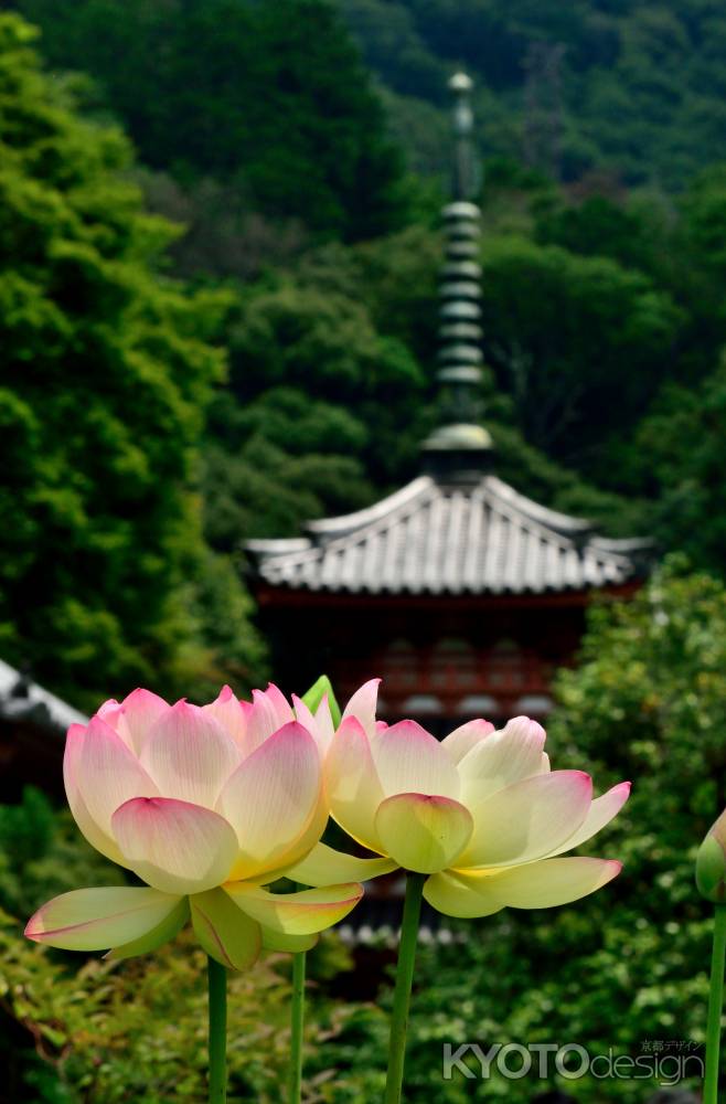 夏の花参り