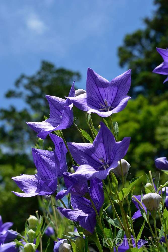 夏の風に蒼く