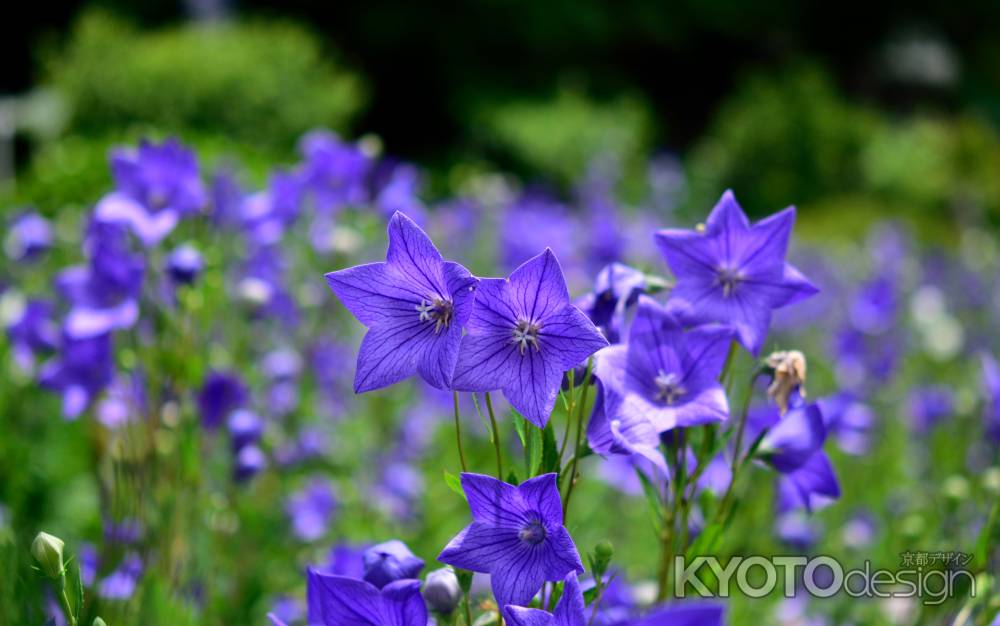 里の星花