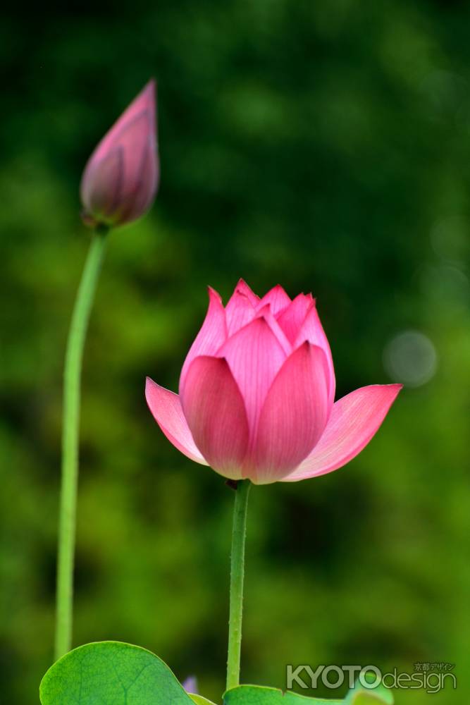 聖花の季節