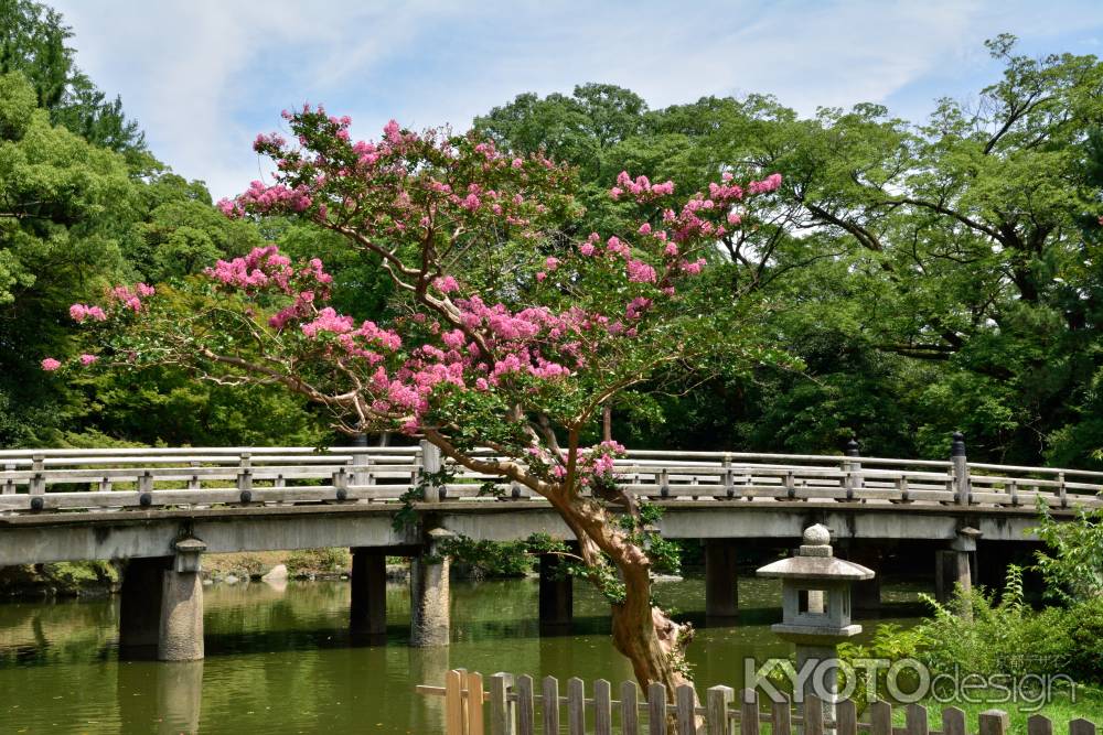 九条池、紅花の候