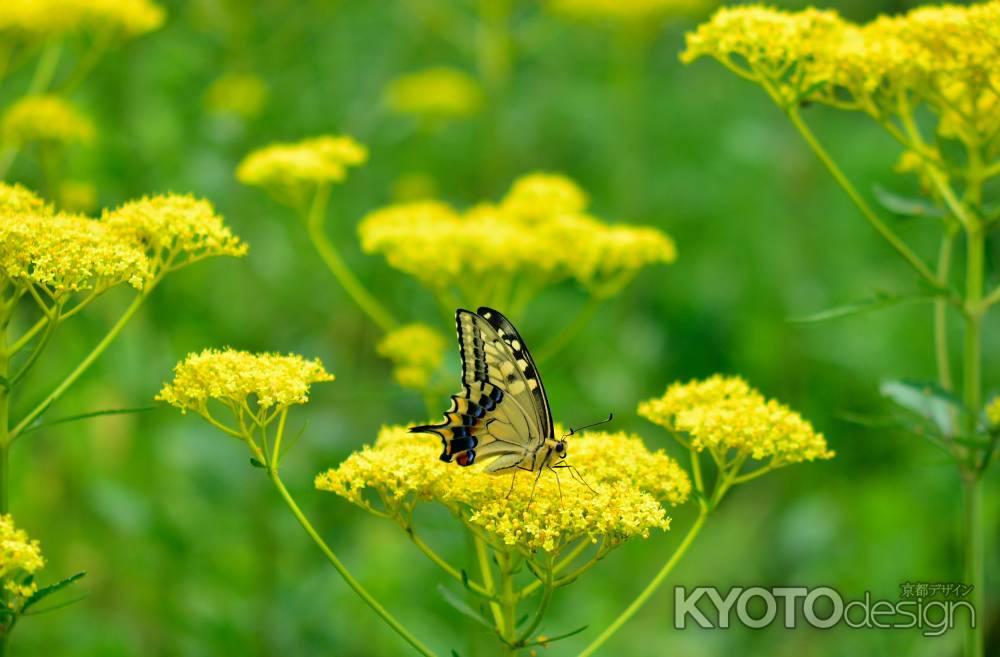 盛夏の花めぐり