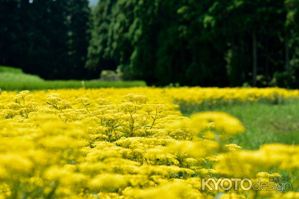 夏色の棚田