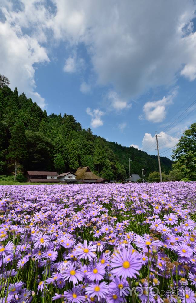 盛夏の供え花