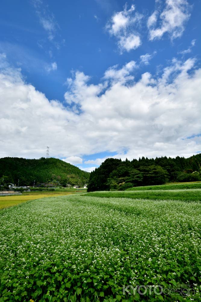 山間の白花