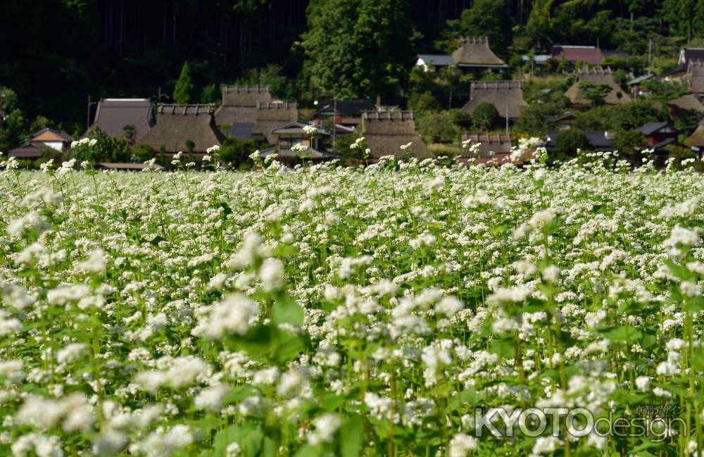 美山、実りの頃