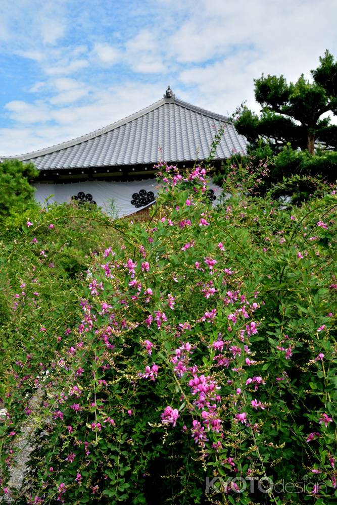 染まる萩の寺