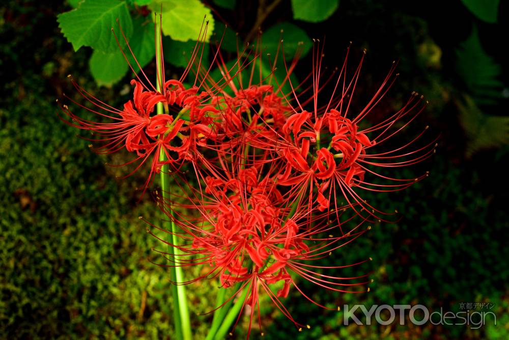 秋分の朱華