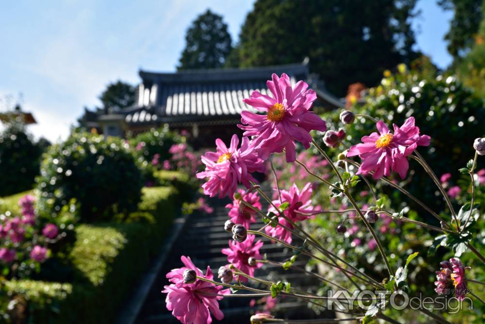 華やぐ大原野