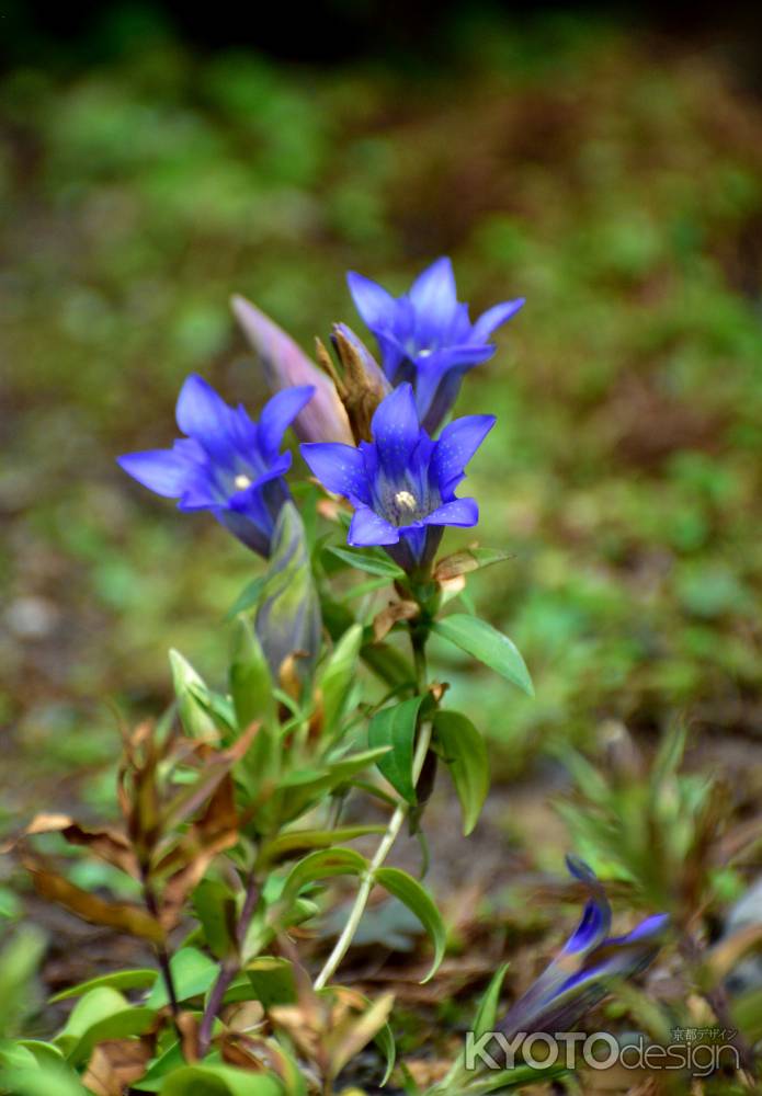 秋晴れの紫花