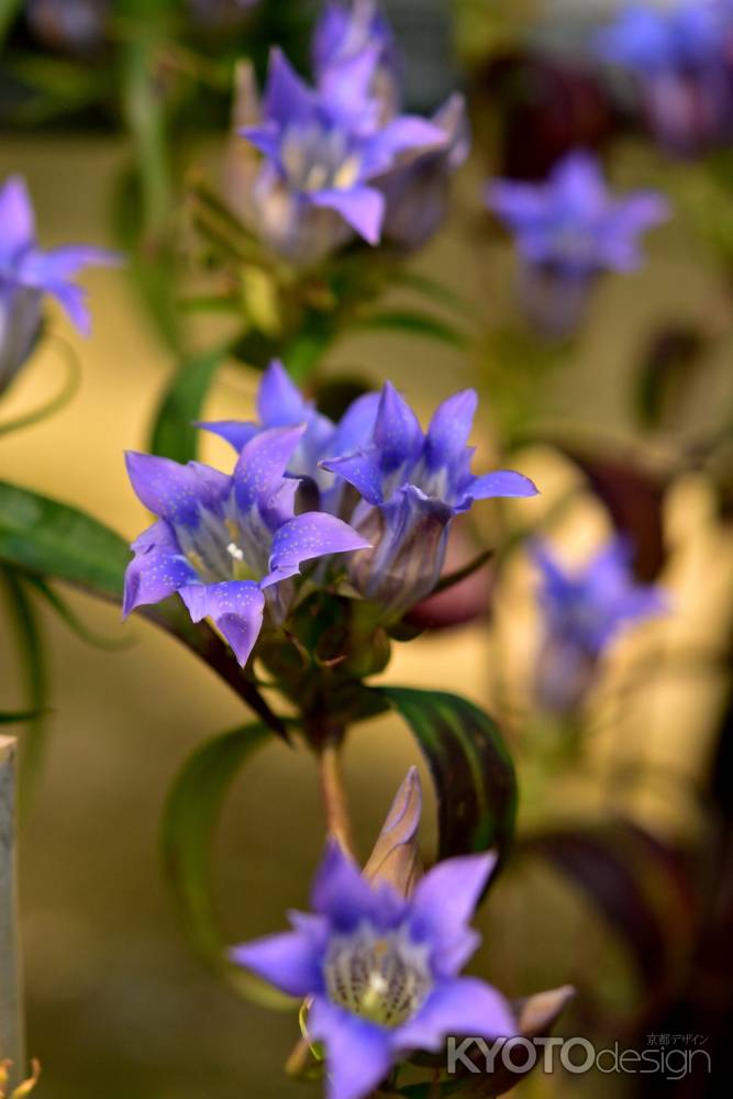 禅の山花