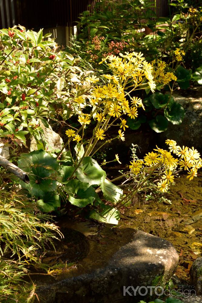 男山、秋の花紋