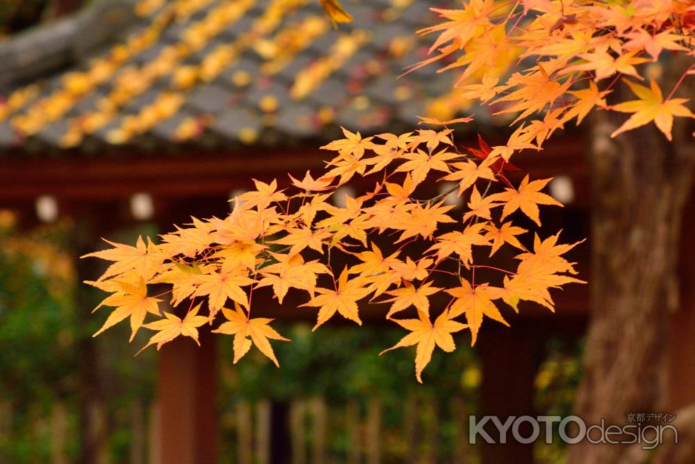 洛北、お寺の秋