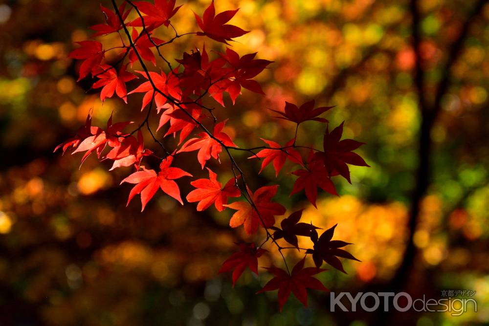 嵯峨、秋の煌めき