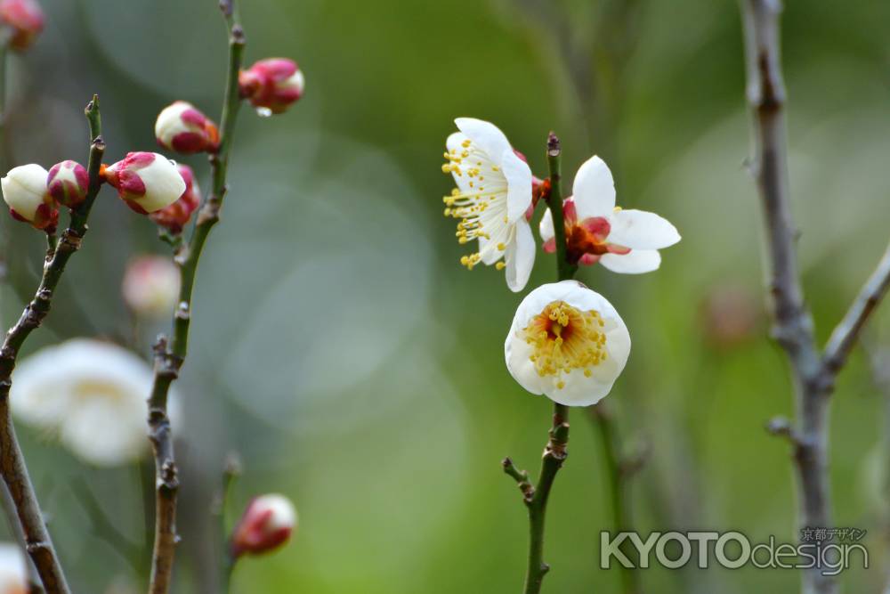 初春の花便り