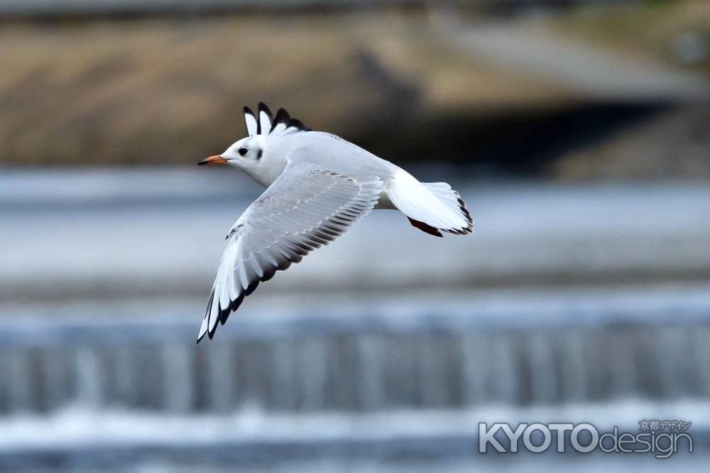 都鳥の飛来