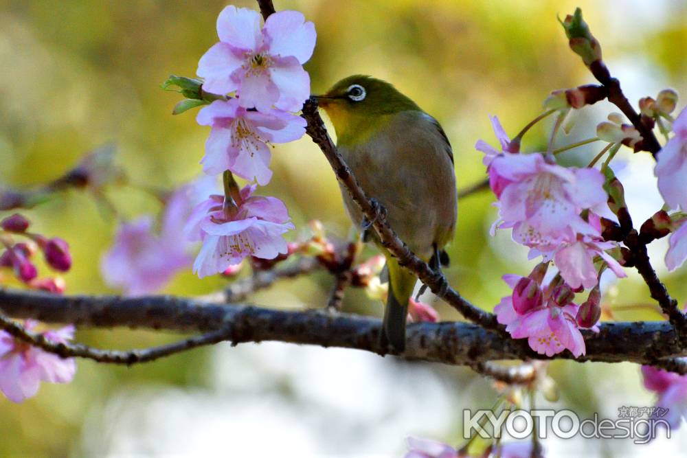 花見月のさえずり