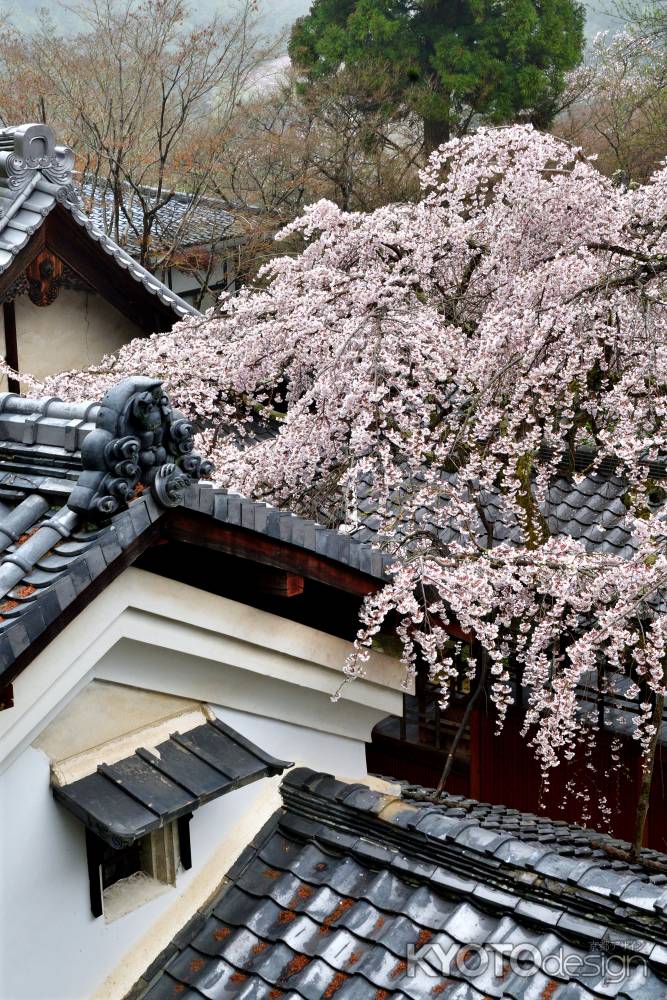 西山、春彩の雨