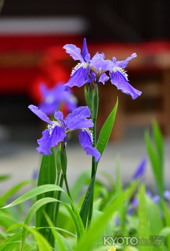 東山、紫の初花