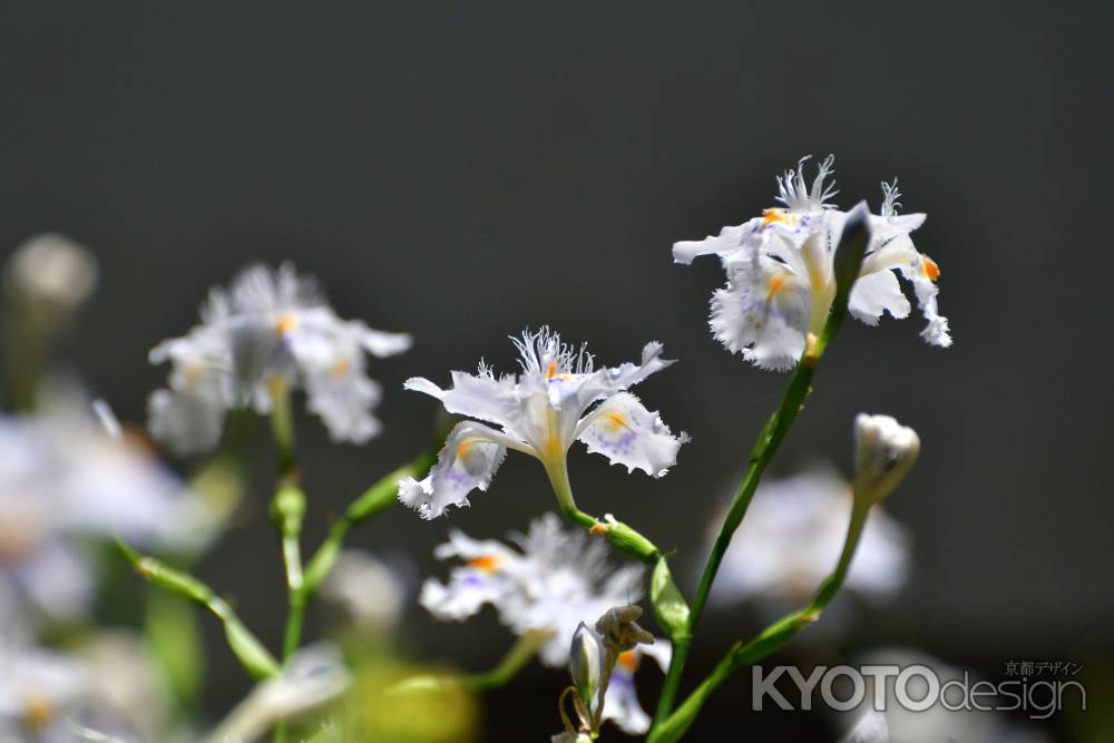 白花、清楚に