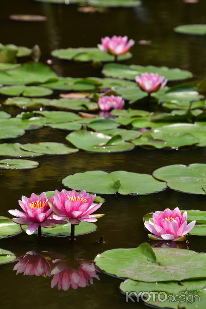 水面の花飾り