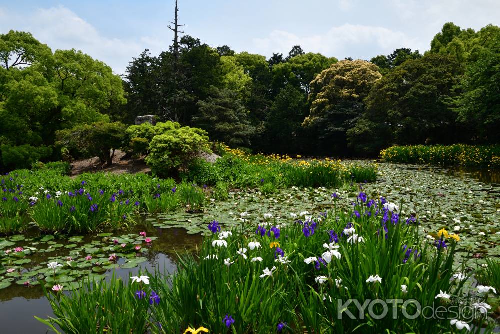 名刹の花盛り