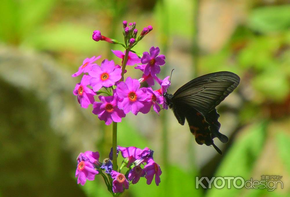 山の花めぐり