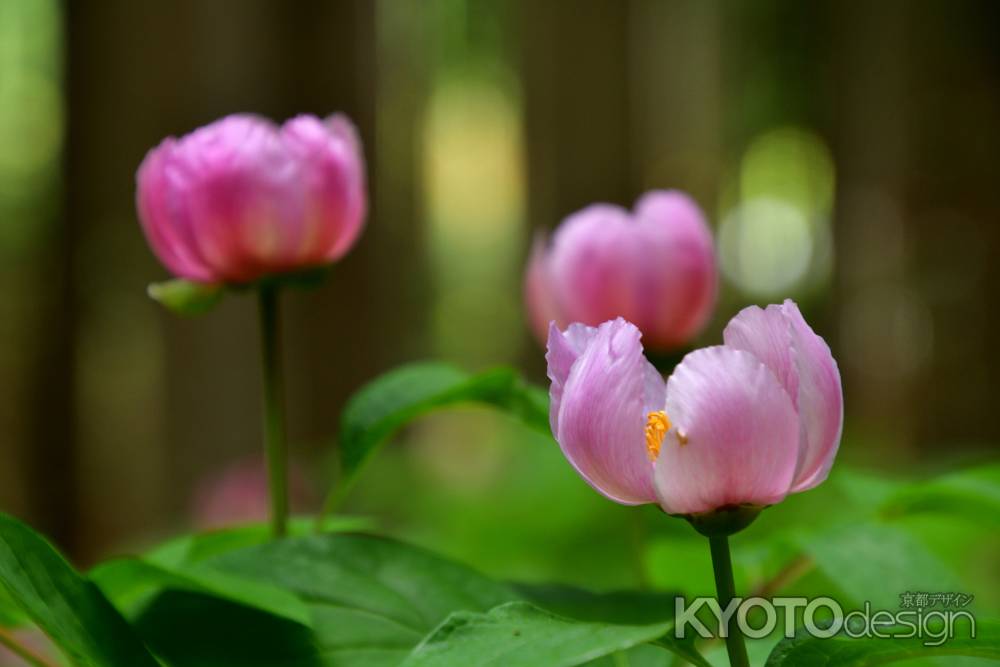 清楚、森の紅花