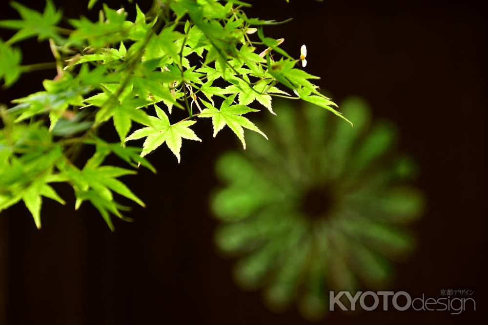 禅寺、青葉の季節