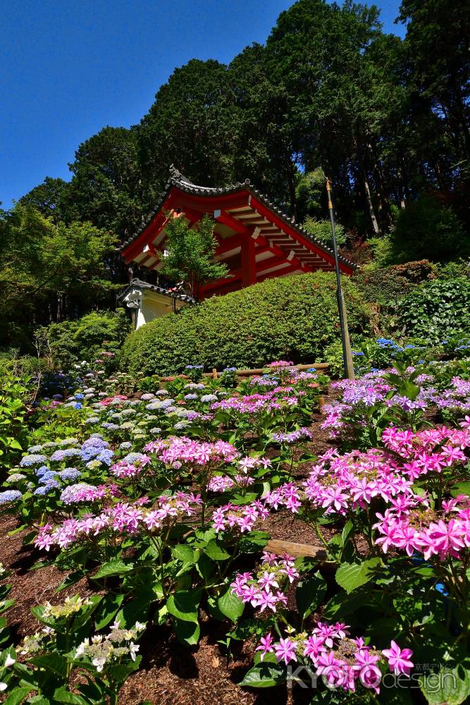 明星山の花模様