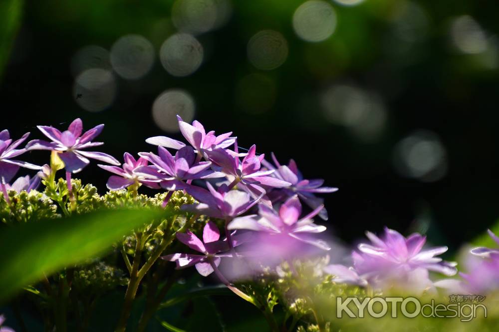 花寺、色どり豊か