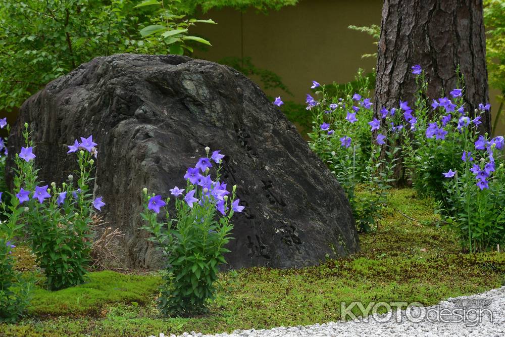 清楚に染まる