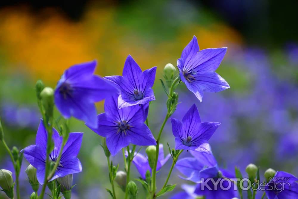 夏の五芒星