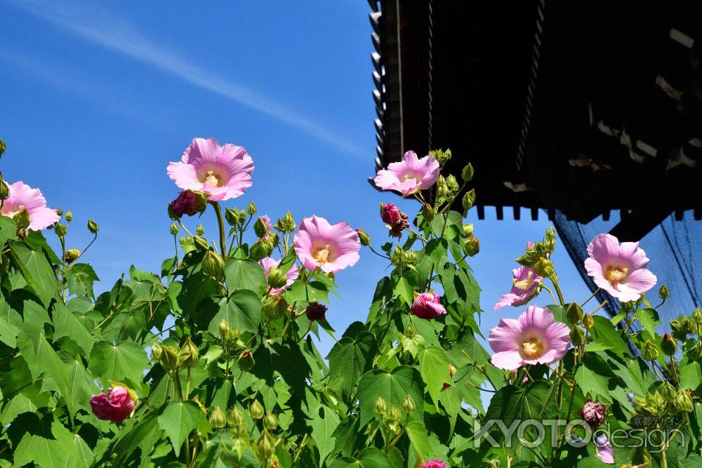 西陣、芙蓉のお堂