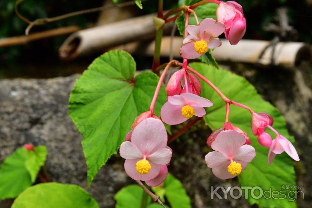 大原の里、秋の兆し