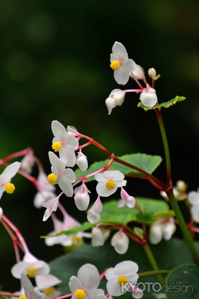 声明寺、秋の白花