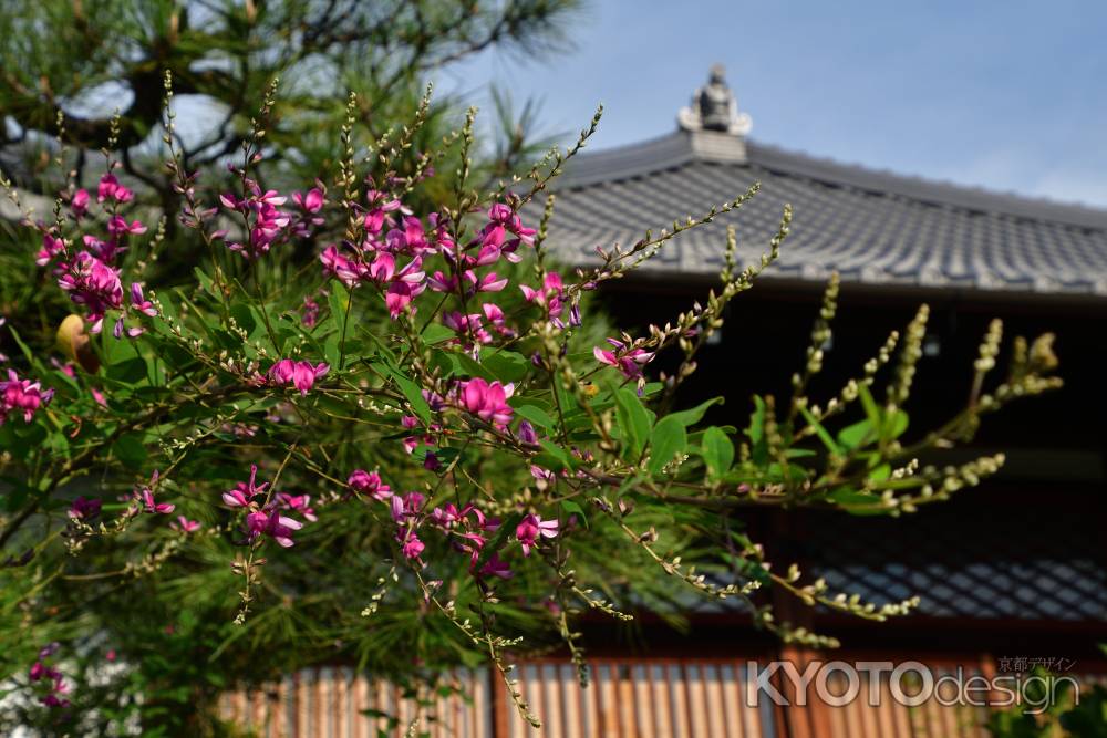 清楚、秋萩の寺