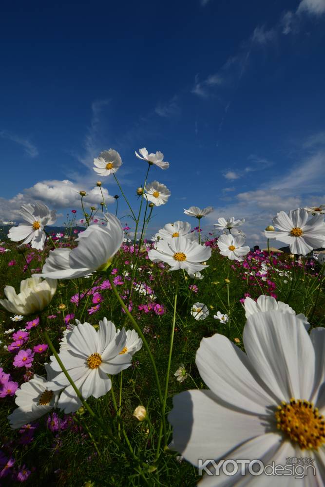 秋桜、夢の園