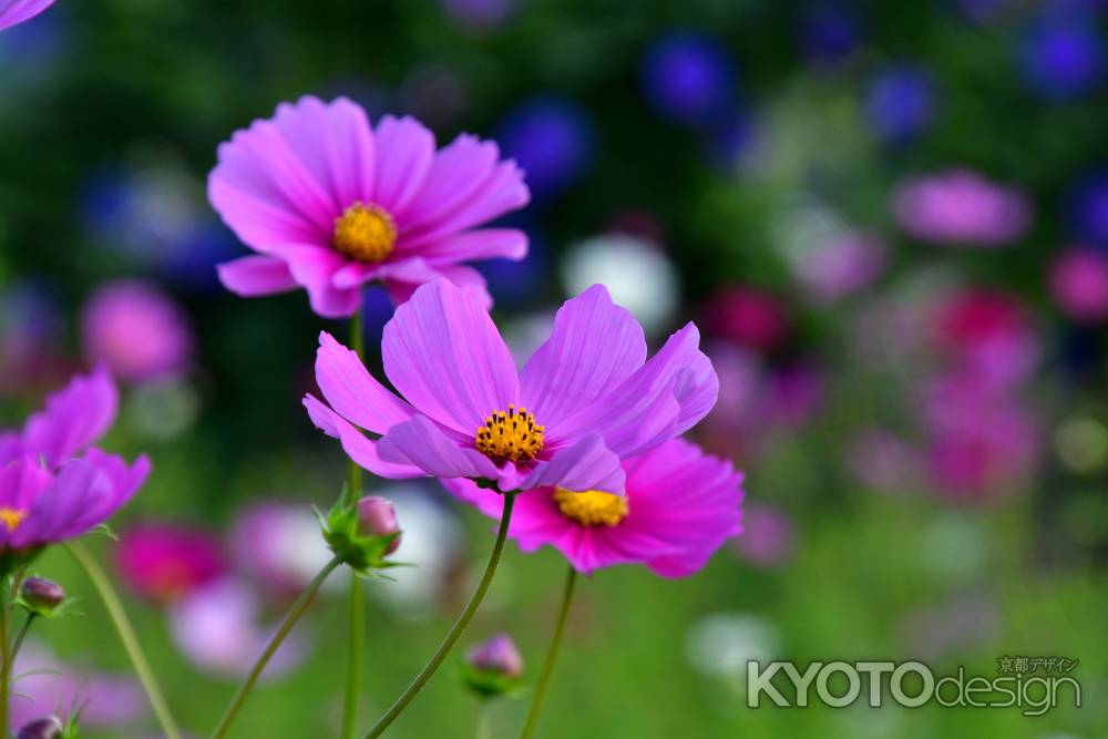 里の花飾り