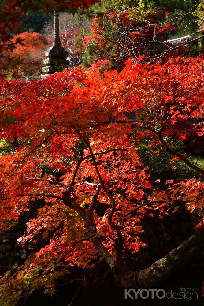 紅の吉兆