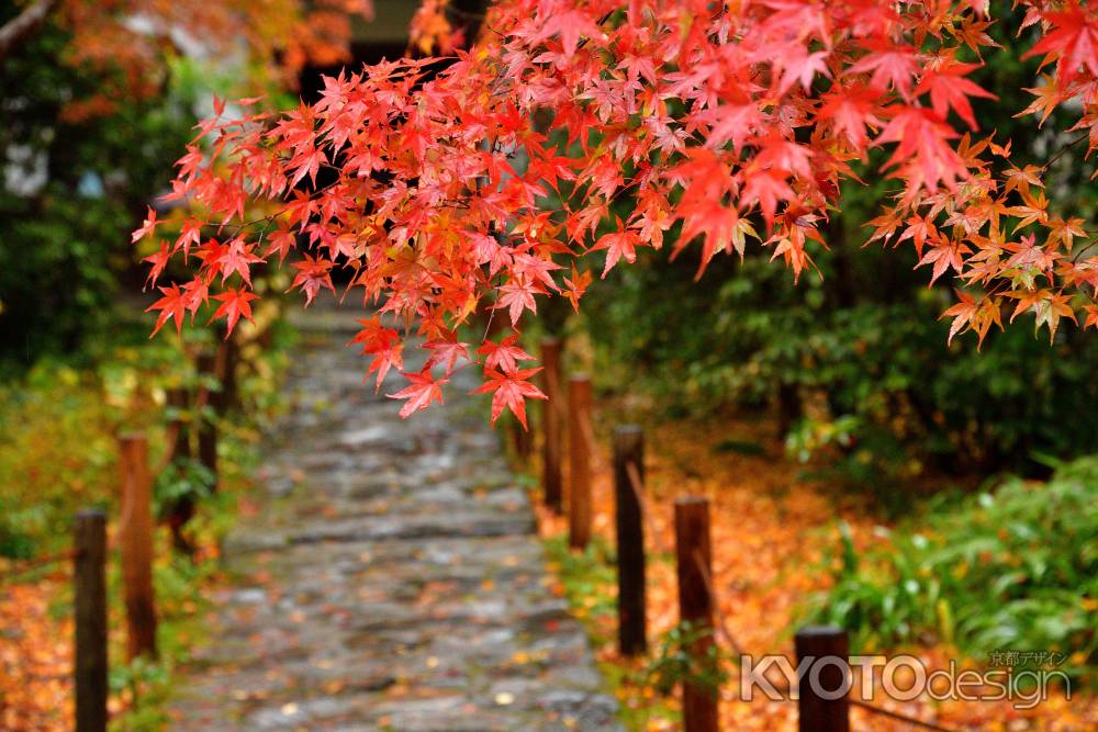 洛北、彩の椛寺