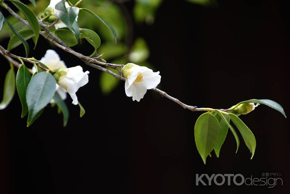 師走、侘びの花