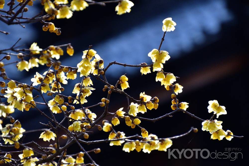 初月の花祈願