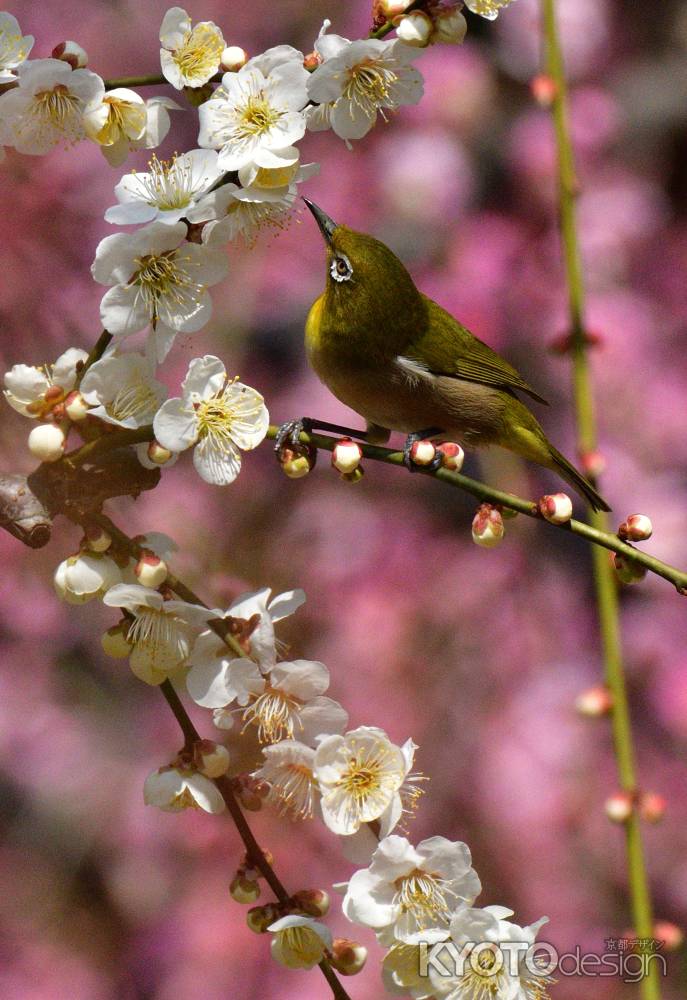 方除け社、春のさえずり