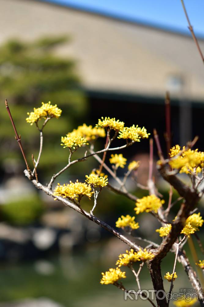 お堂の黄金花